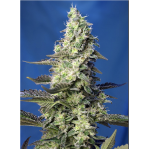 Green Poison XL Auto